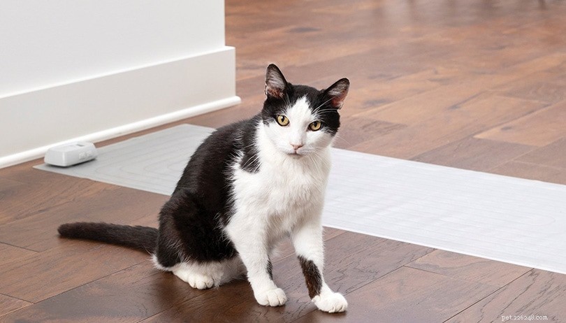 Secure Your Baby’s Crib: Expert Tips to Keep Cats Out Safely