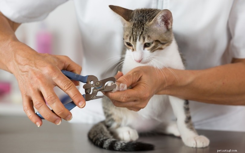 Professional Guide: Safely Trimming Your Cat s Nails at Home (Video Included)