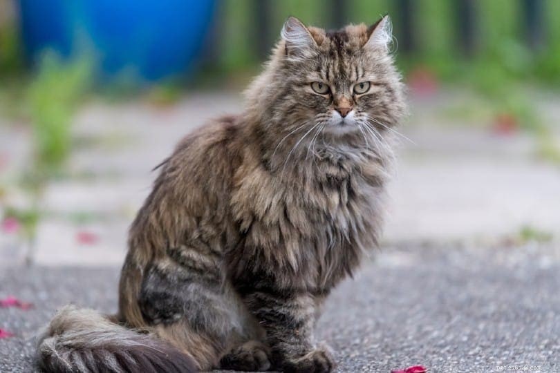 Protect Your Cat’s Paws from Hot Pavement: 5 Expert Tips
