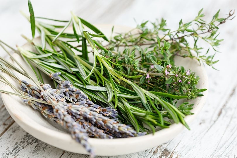 Protect Your Indoor Plants from Cats: 6 Proven Solutions