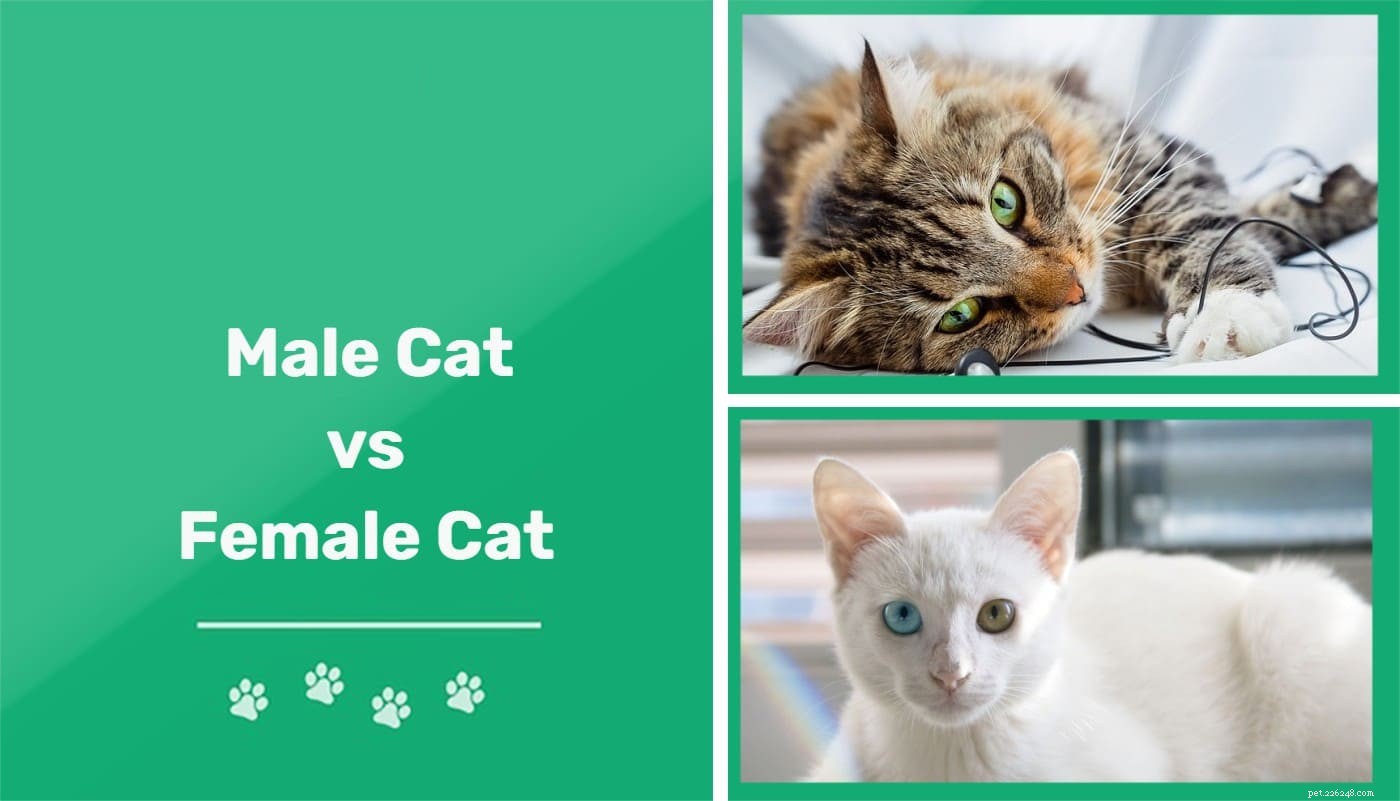 Male vs. Female Cats: Key Differences & How to Pick the Ideal Companion