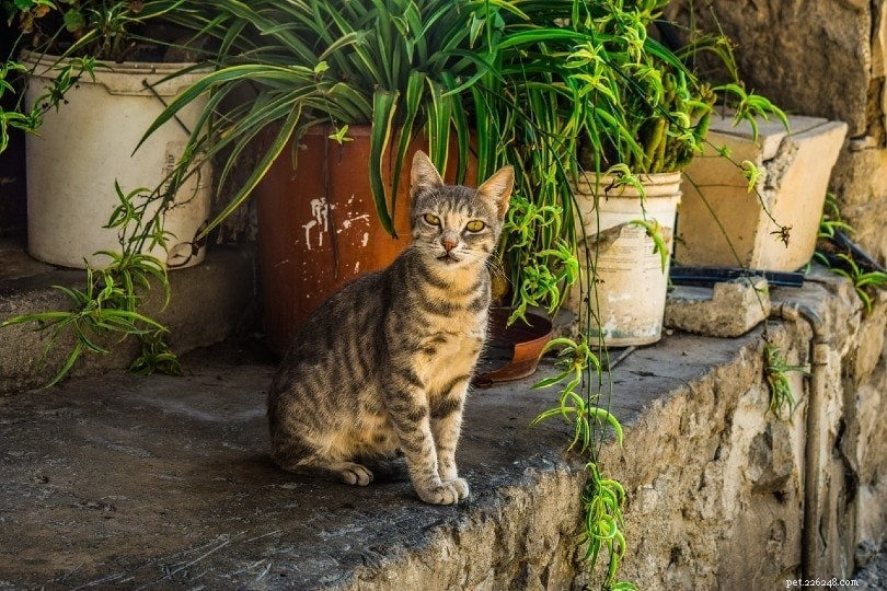 Male vs. Female Cats: Key Differences & How to Pick the Ideal Companion