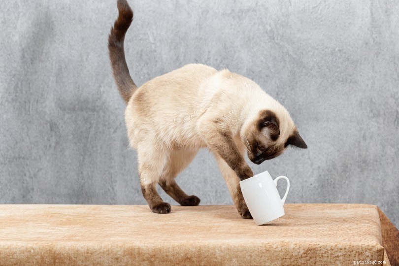 How to Safely Keep Cats Away from Your Christmas Tree: 5 Expert-Approved Techniques