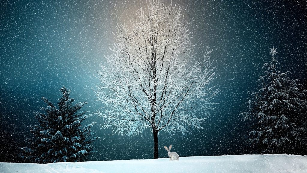 How to Safely Keep Cats Away from Your Christmas Tree: 5 Expert-Approved Techniques
