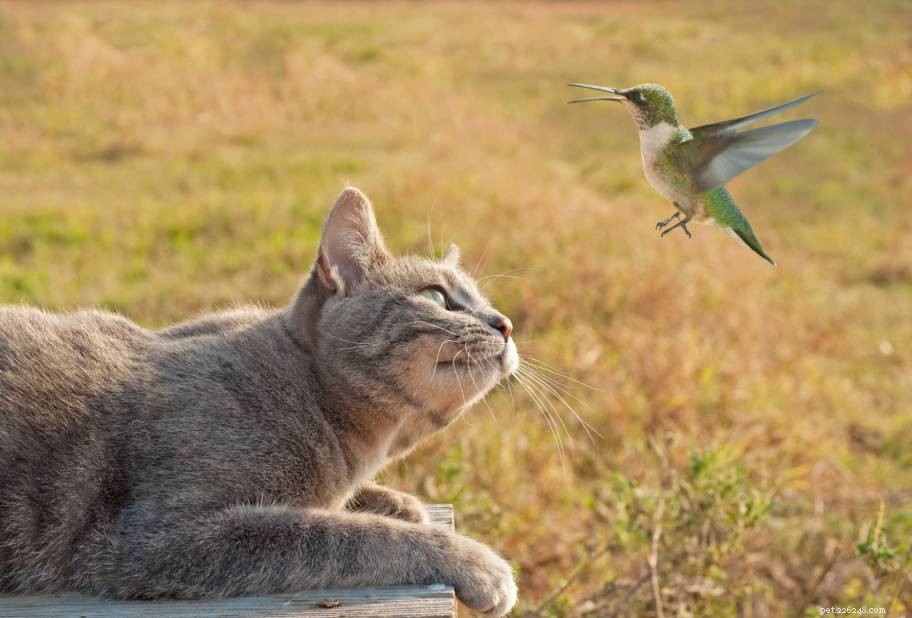 7 Proven Ways to Keep Cats Away from Your Bird Feeder