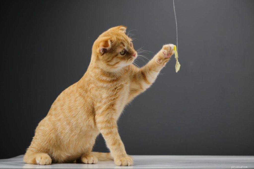 8 Proven Techniques to Keep Cats Out of Specific Rooms