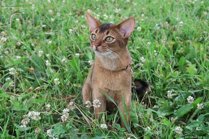Explore 9 Cat Litter Types: Pros & Cons to Find the Best Fit