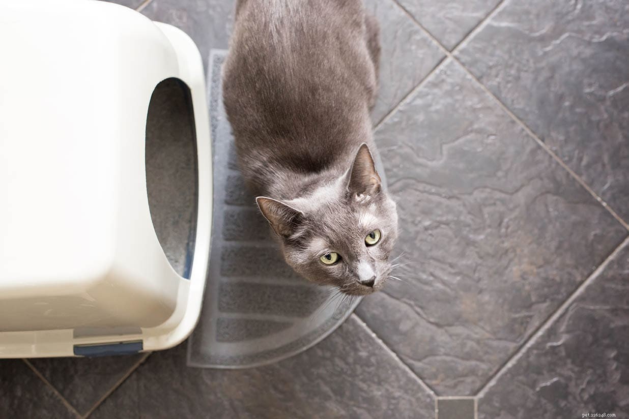 Why Cats Instinctively Use Litter Boxes – The Science Behind Their Natural Behavior