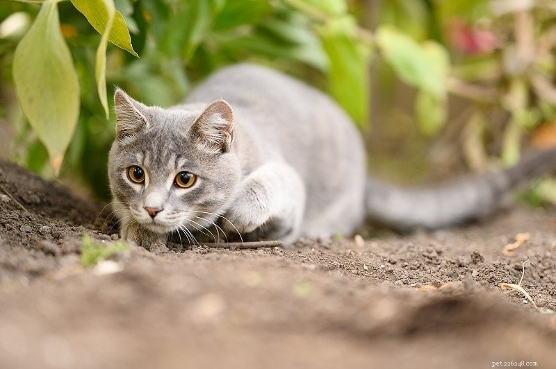 Resolving Cat Conflicts: How to Stop One Cat from Bullying the Other