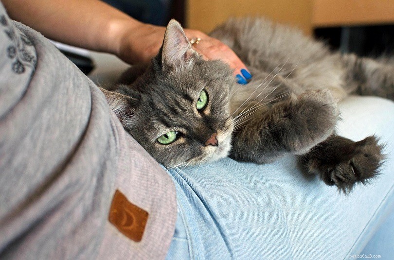 Resolving Cat Conflicts: How to Stop One Cat from Bullying the Other