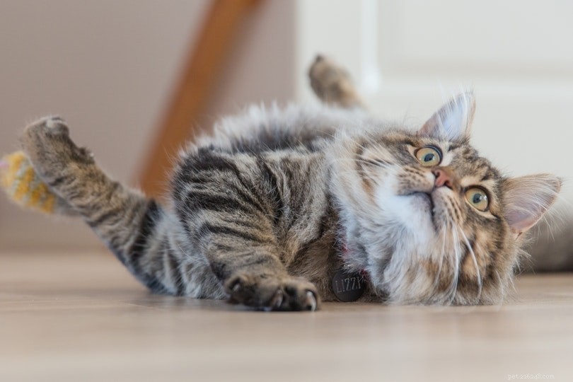 Resolving Cat Conflicts: How to Stop One Cat from Bullying the Other