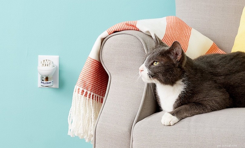 Resolving Cat Conflicts: How to Stop One Cat from Bullying the Other