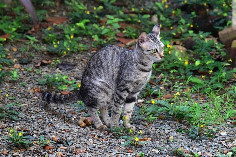 Why Cats Skip Covering Their Waste & Proven Ways to Get Them Back to Litter Box Etiquette