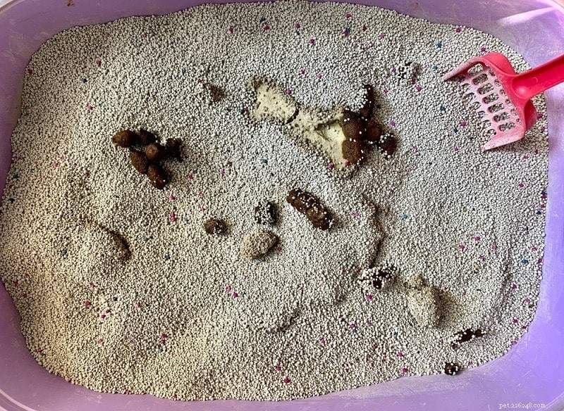 Why Cats Skip Covering Their Waste & Proven Ways to Get Them Back to Litter Box Etiquette