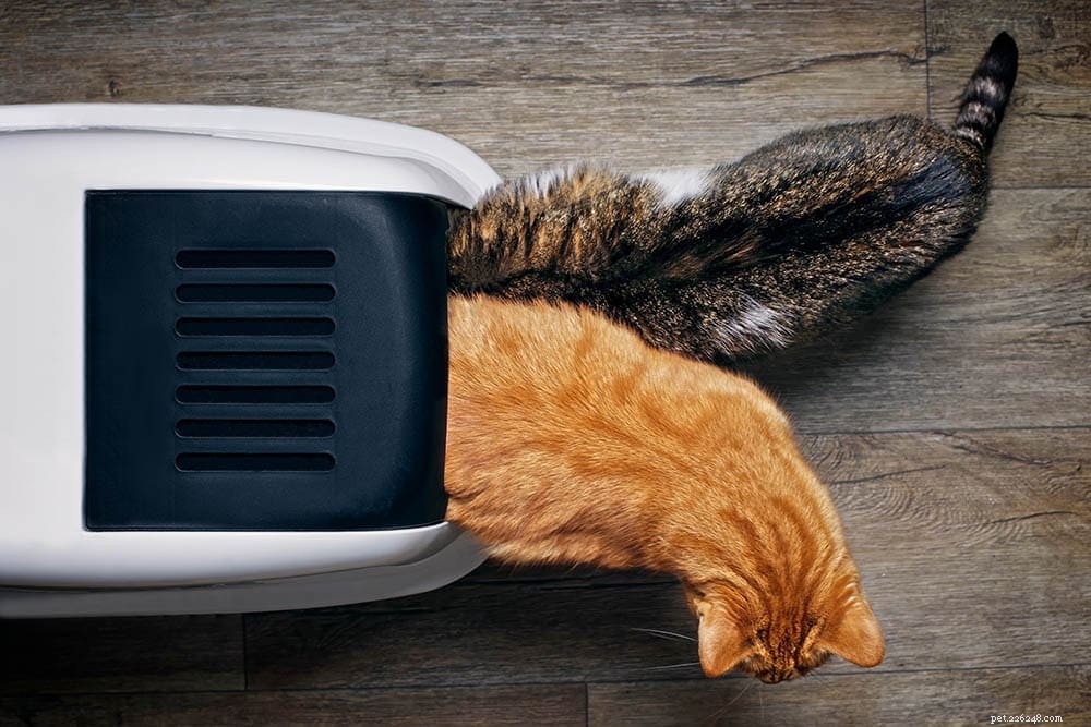 How Many Litter Boxes Per Cat? Expert Tips to Prevent Outdoor Urination