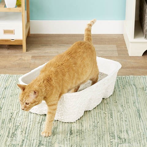 Explore 10 Cat Litter Box Types & Their Unique Benefits