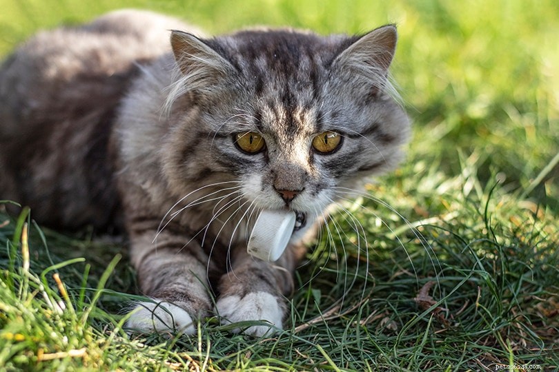 Cat Eating Litter? Must‑Know Reasons, Remedies, and When to Seek Veterinary Care