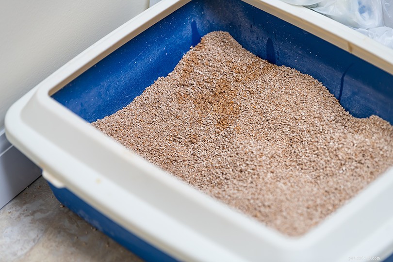 10 Smart Alternatives to Cat Litter That Save Money & Simplify Cleanup