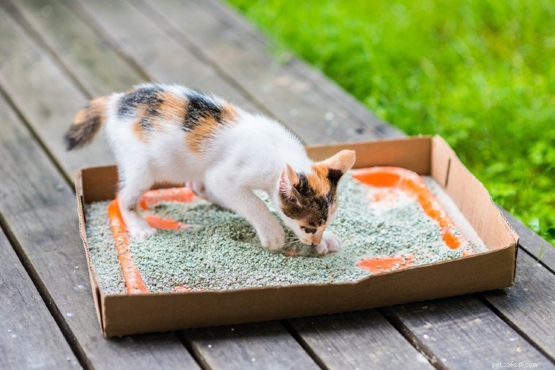 Choosing the Right Litter Box Size for Your Cat: A Practical Guide