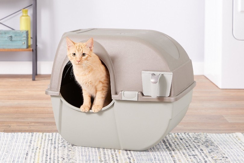 Traveling with Your Cat: 5 Essential Tips for Managing a Litter Box
