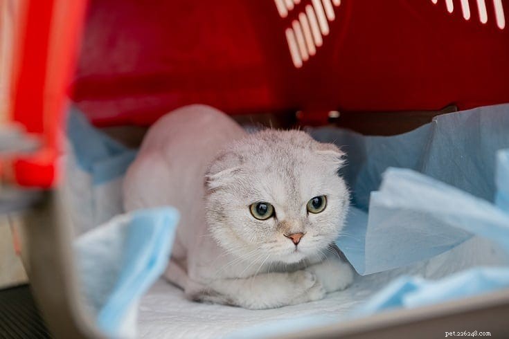 Traveling with Your Cat: 5 Essential Tips for Managing a Litter Box