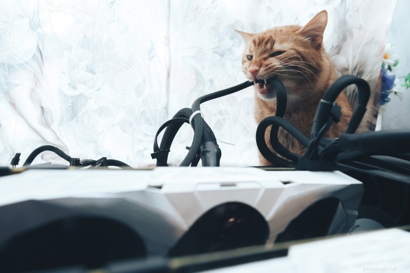 Traveling with Your Cat: 5 Essential Tips for Managing a Litter Box