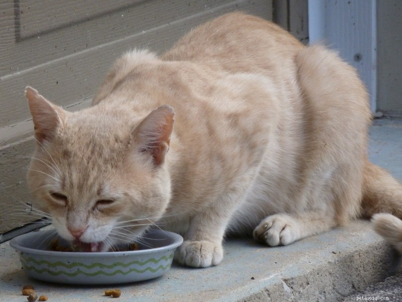 7 Proven Ways to Prevent Cats from Chewing Electrical Cords