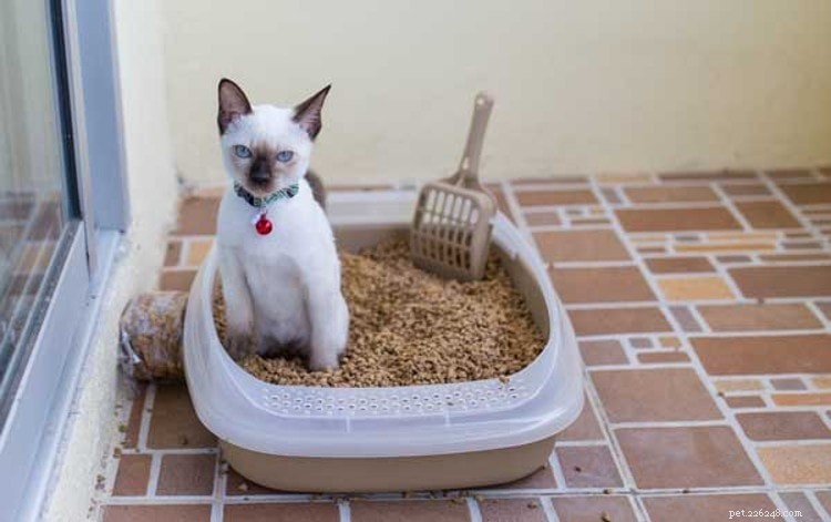 Must-Read Guide: Why Your Cat Poops on the Floor and How to Stop It