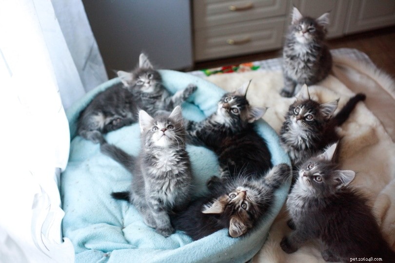 Finding a Responsible Cat Breeder: 5 Expert Tips for a Healthy Adoption