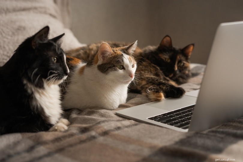 Finding a Responsible Cat Breeder: 5 Expert Tips for a Healthy Adoption