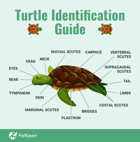 The Ultimate Turtle Identification Guide: Spot 356 Species with Photos