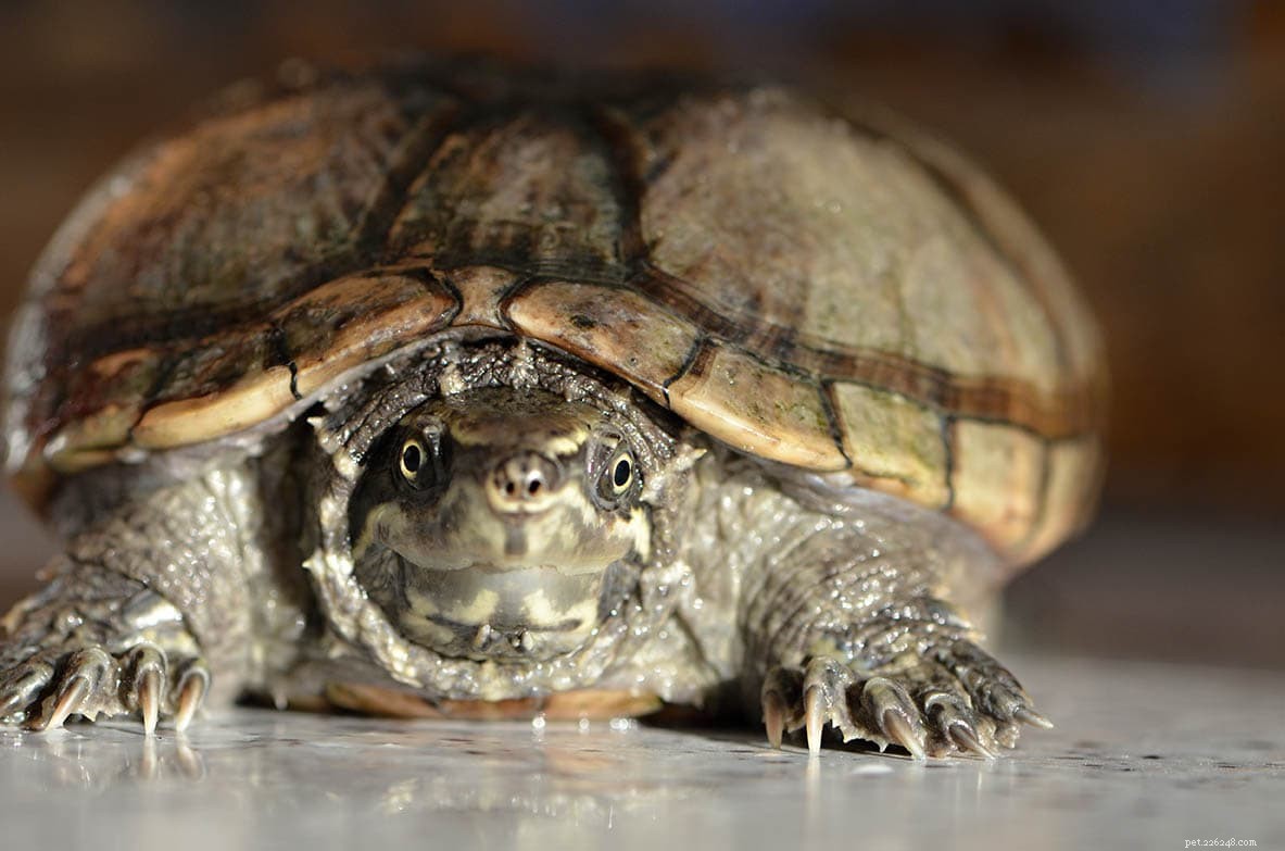 The Ultimate Turtle Identification Guide: Spot 356 Species with Photos