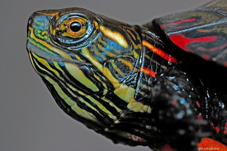 The Ultimate Turtle Identification Guide: Spot 356 Species with Photos