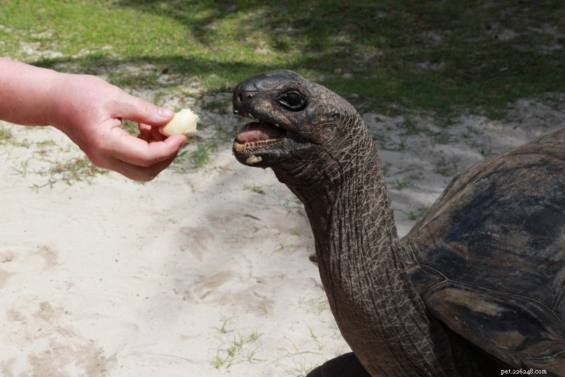 The Ultimate Turtle Identification Guide: Spot 356 Species with Photos