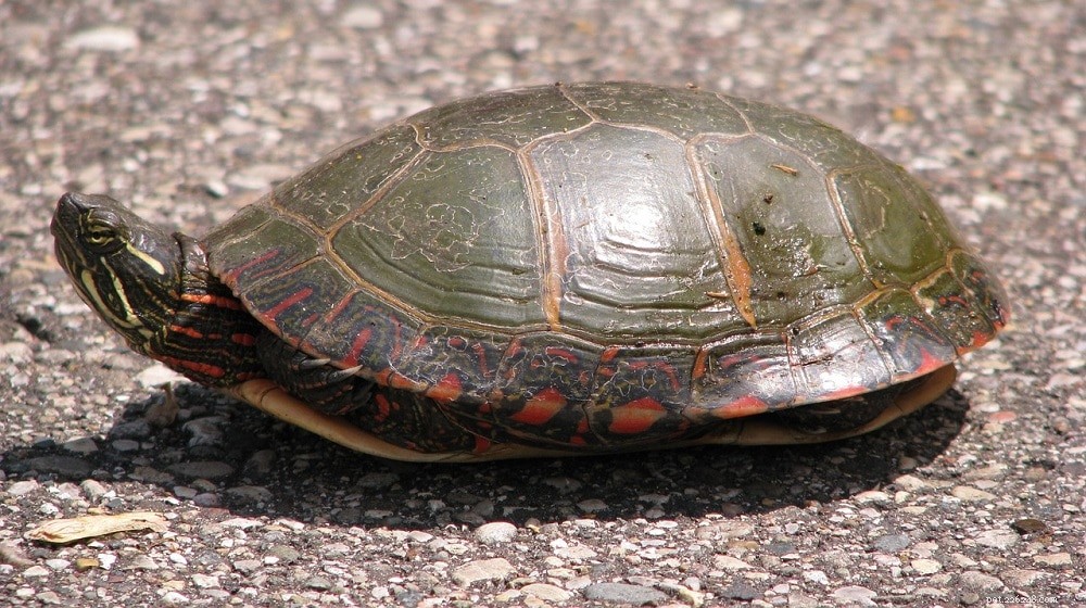 The Ultimate Turtle Identification Guide: Spot 356 Species with Photos