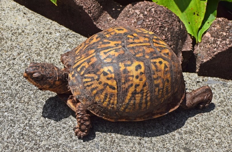 The Ultimate Turtle Identification Guide: Spot 356 Species with Photos