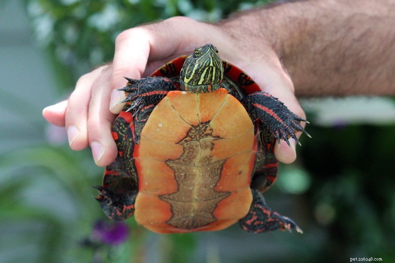 The Ultimate Turtle Identification Guide: Spot 356 Species with Photos