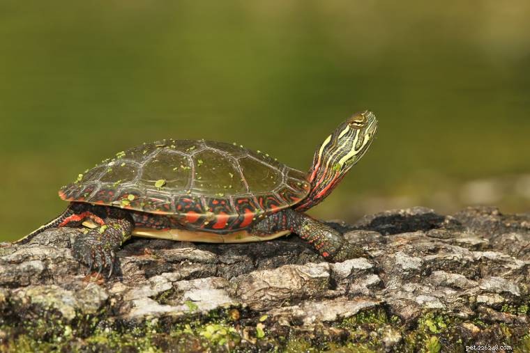 The Ultimate Turtle Identification Guide: Spot 356 Species with Photos