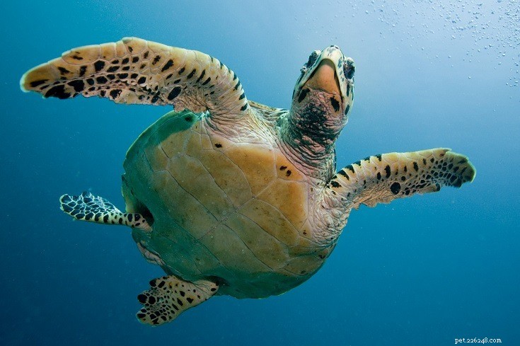 The Ultimate Turtle Identification Guide: Spot 356 Species with Photos