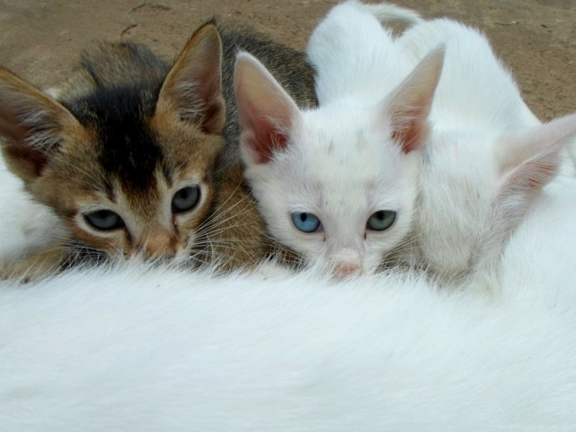 Runt of the Litter: Understanding the Term, Health Implications, and Common Questions
