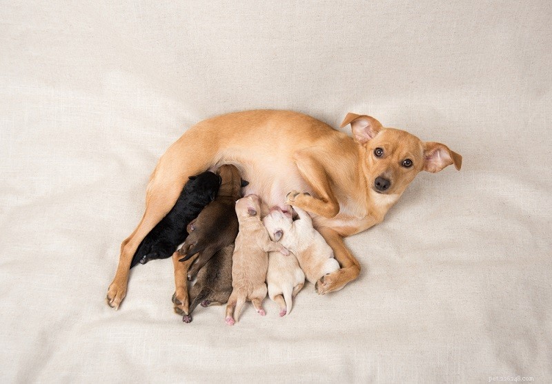 Runt of the Litter: Understanding the Term, Health Implications, and Common Questions
