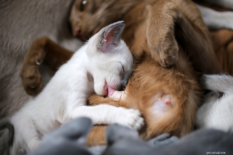 Runt of the Litter: Understanding the Term, Health Implications, and Common Questions
