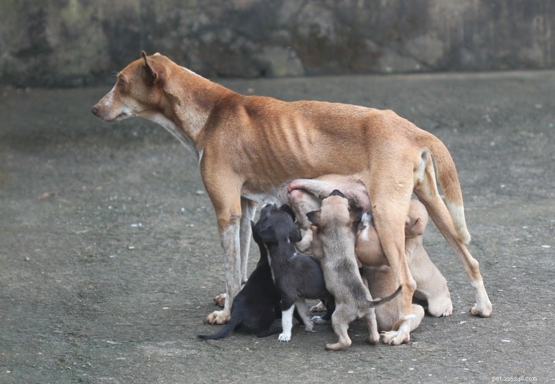 Runt of the Litter: Understanding the Term, Health Implications, and Common Questions