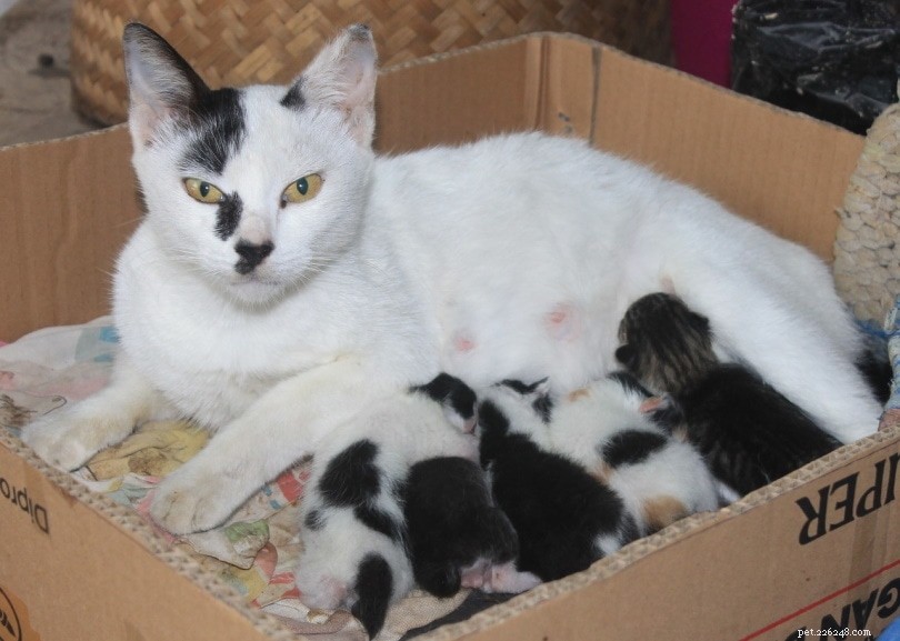 Runt of the Litter: Understanding the Term, Health Implications, and Common Questions