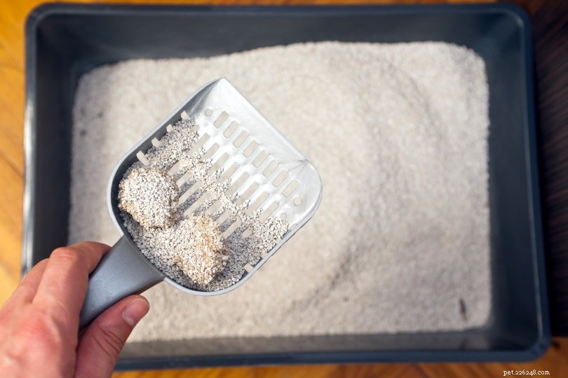8 Common Reasons a Cat Might Stop Using Its Litter Box