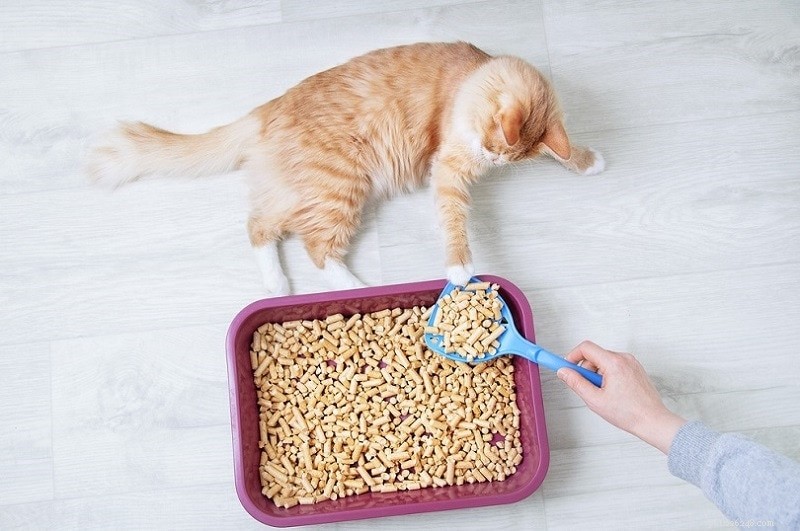 8 Common Reasons a Cat Might Stop Using Its Litter Box