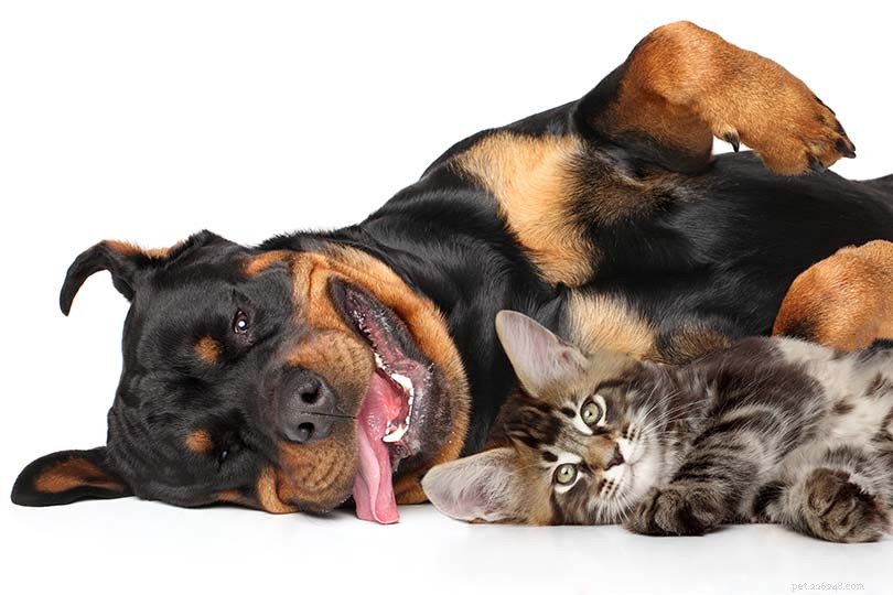 Can Rottweilers Coexist with Cats? Training Tips for a Harmonious Household