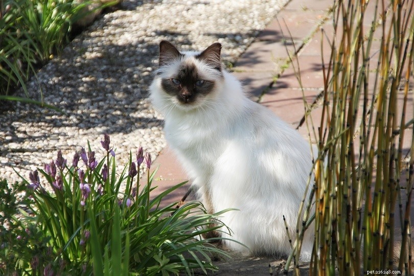 8 Common Reasons a Cat Might Stop Using Its Litter Box