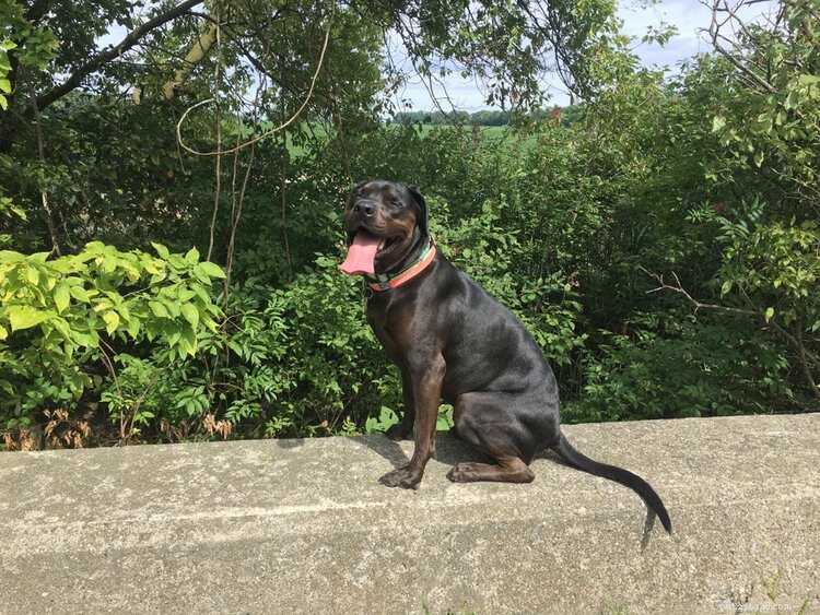 Can Rottweilers Coexist with Cats? Training Tips for a Harmonious Household