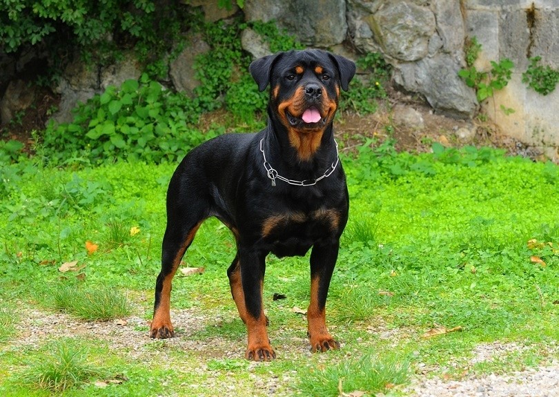 Can Rottweilers Coexist with Cats? Training Tips for a Harmonious Household